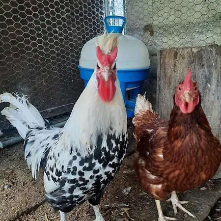 Apartamento Voegelhof *