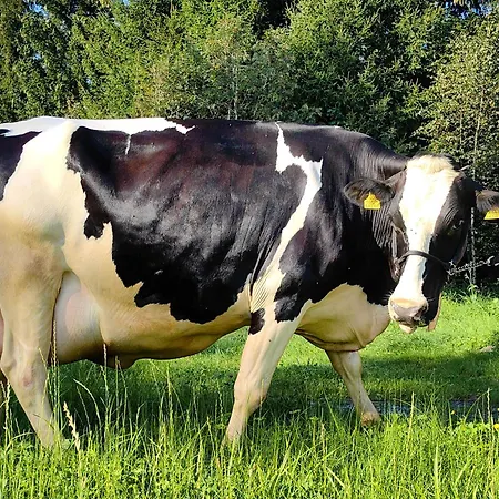 Voegelhof * Doren