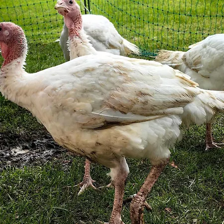 Apartamento Voegelhof Doren