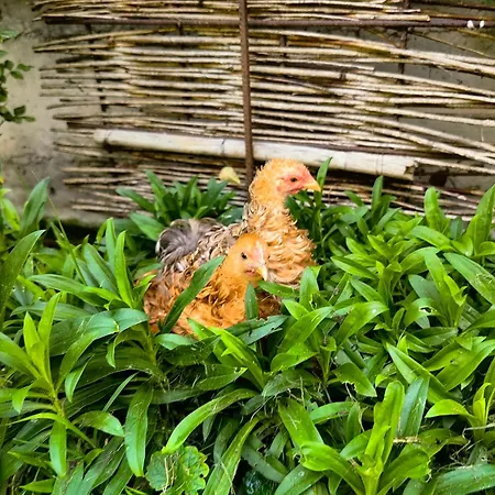 Appartement Voegelhof *