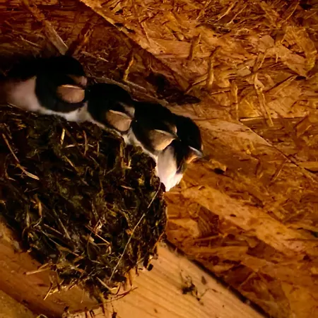 Appartement Voegelhof Doren