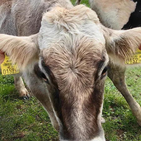 Appartement Voegelhof