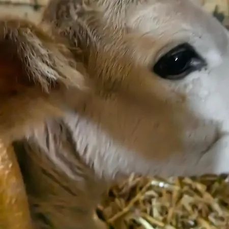 Voegelhof Appartement Doren