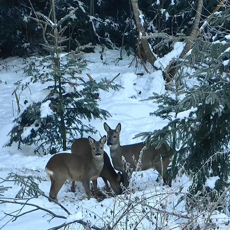 Voegelhof Apartamento